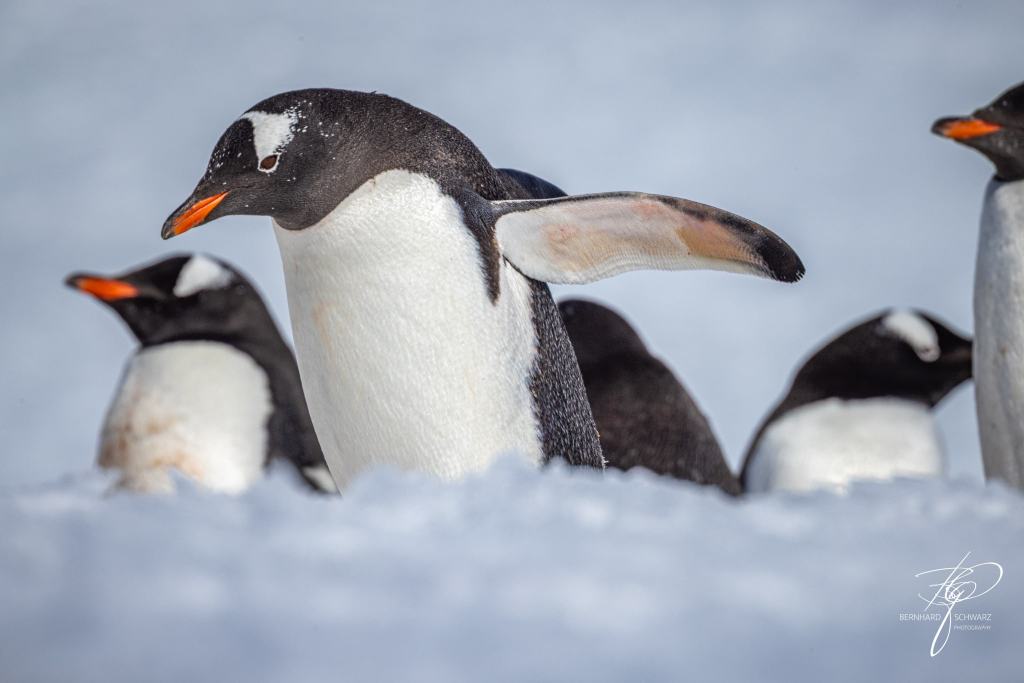Antarctic