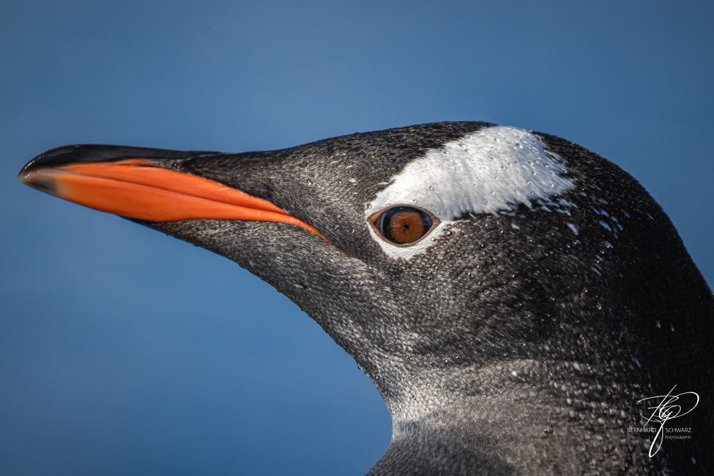 Antarctic