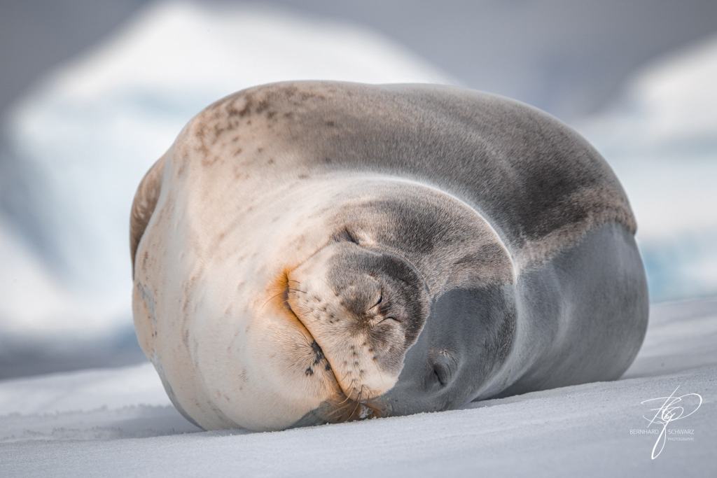 Antarctic