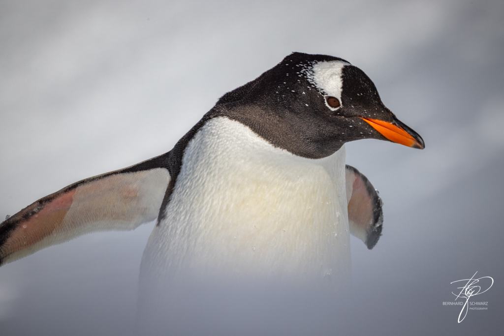 Antarctic