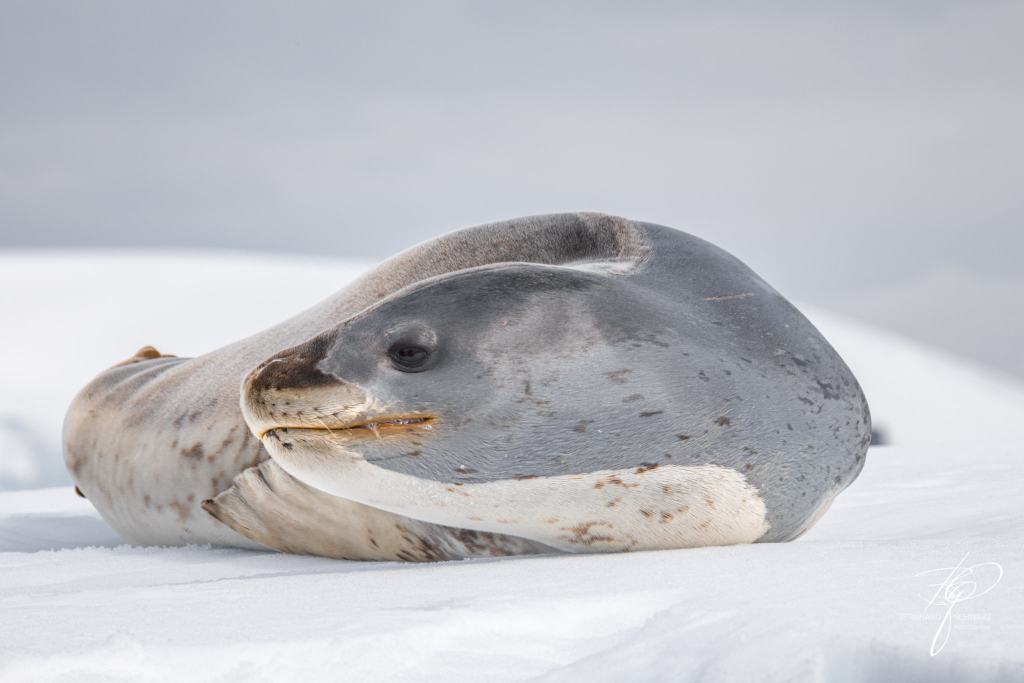 Antarctic