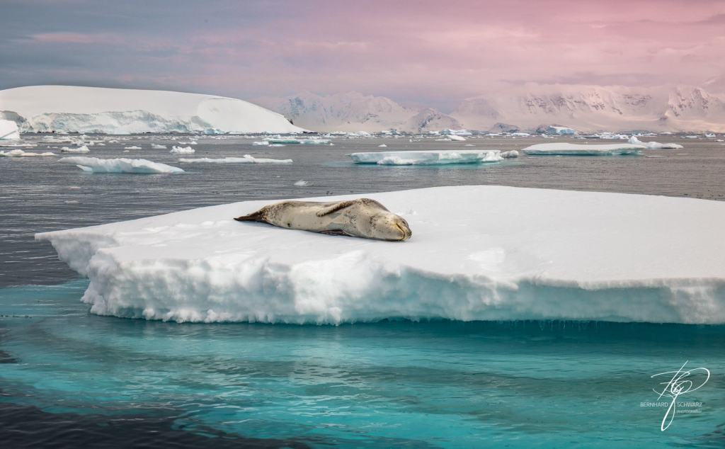 Antarctic