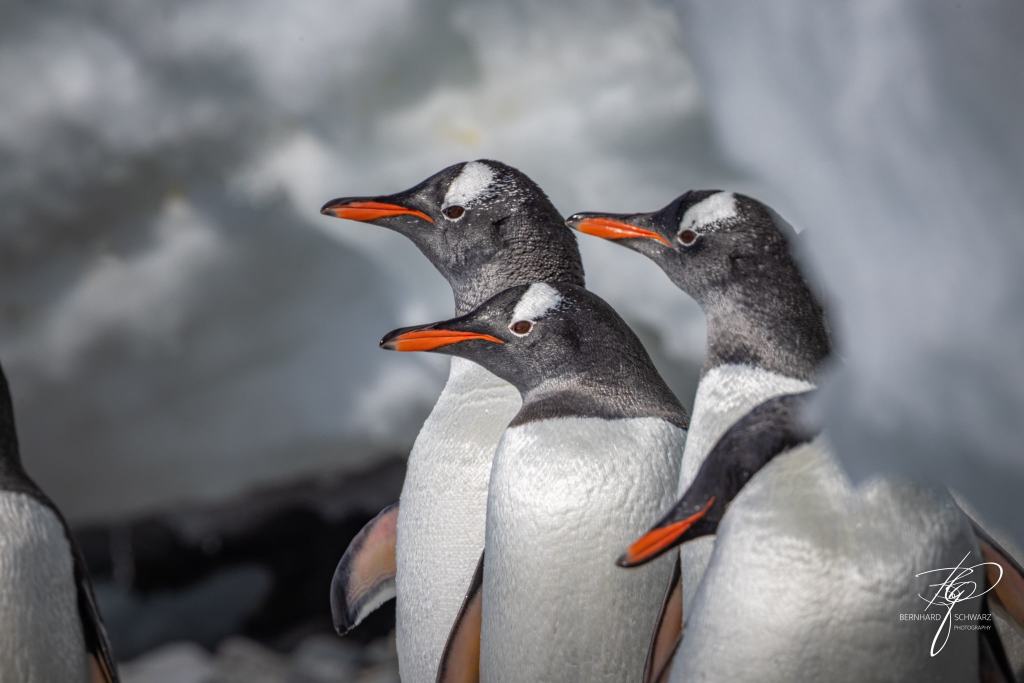 Antarctic