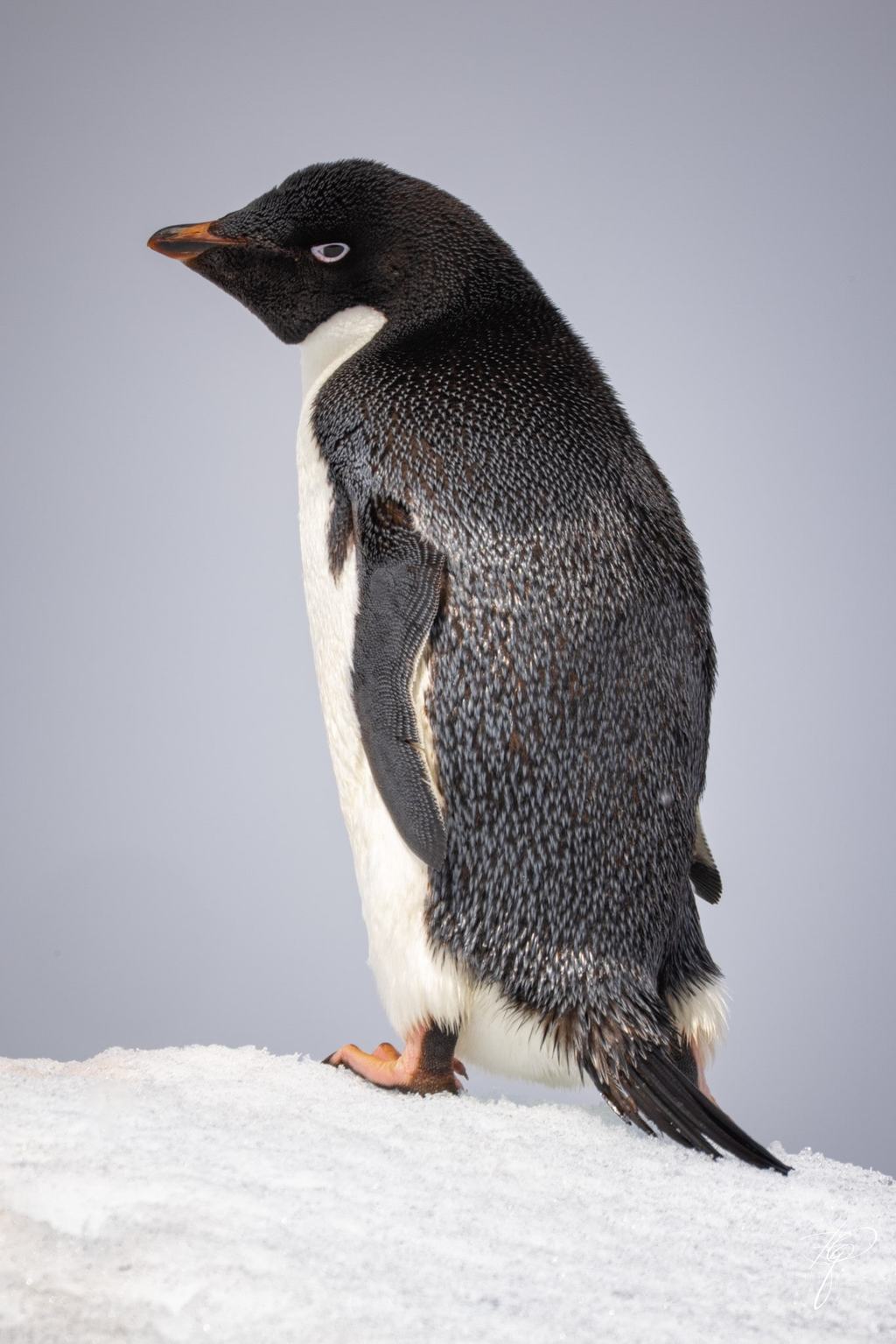 Antarctic