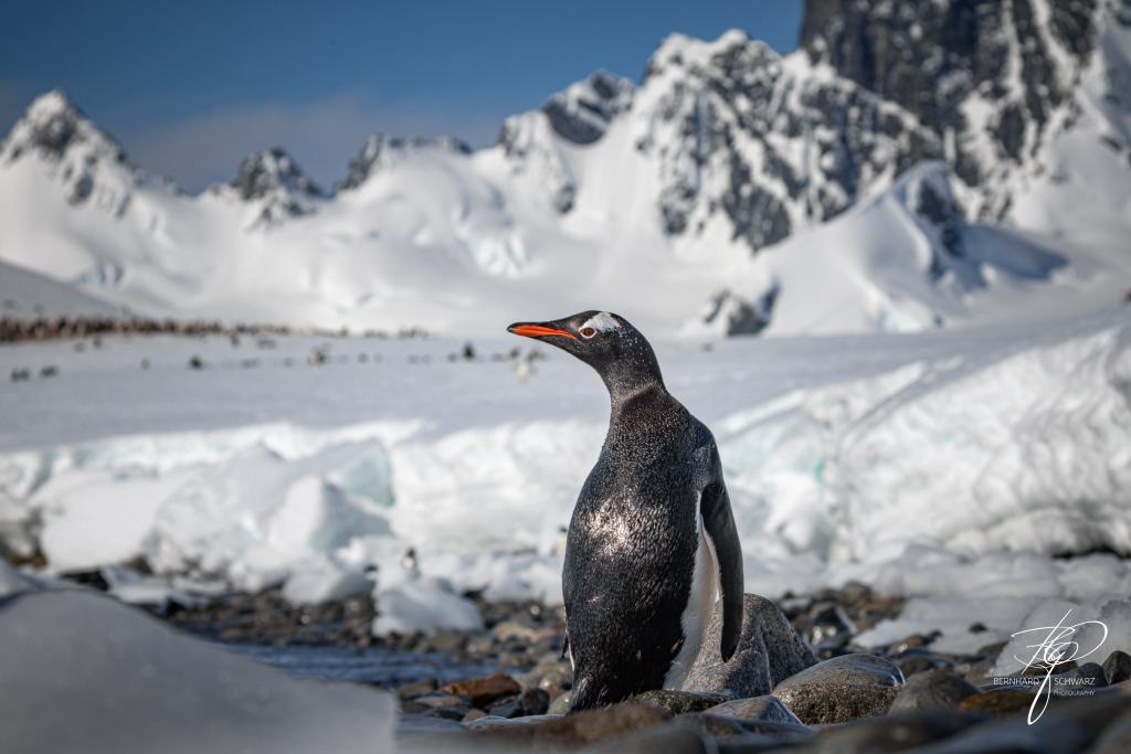 Antarctic