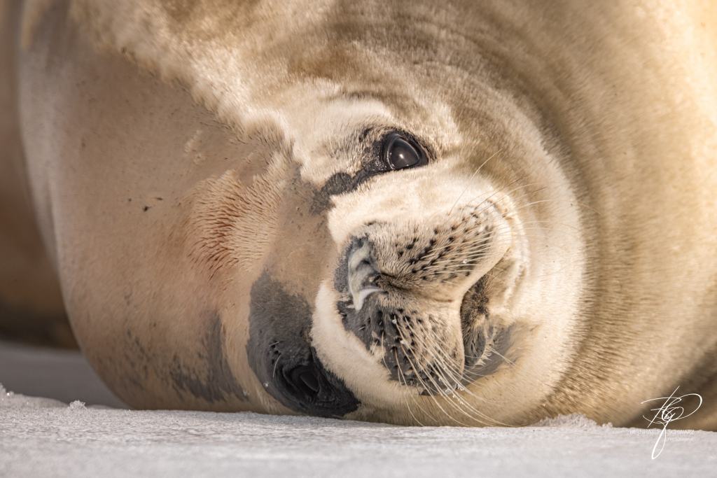 Antarctic