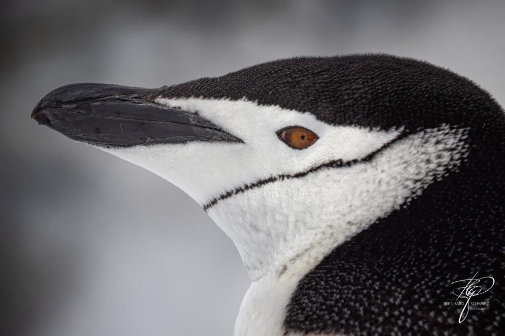 Antarctic