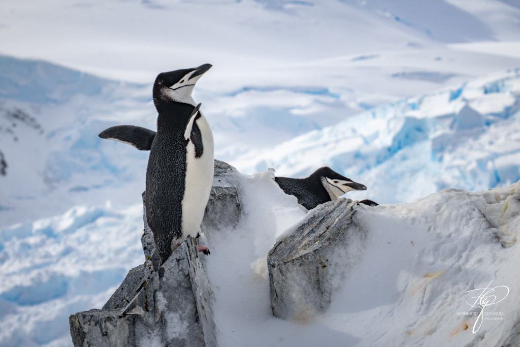 Antarctic
