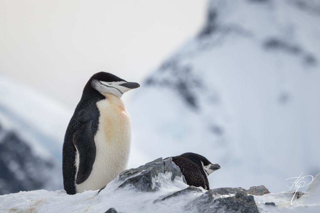 Antarctic