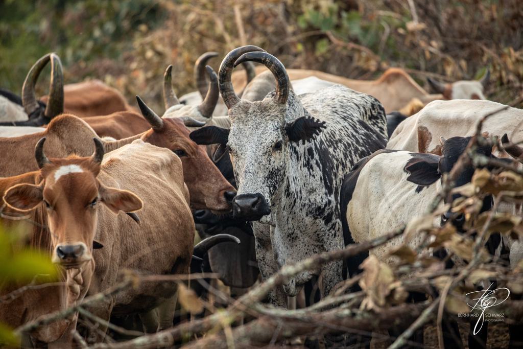 SURI - SURMA - ETHIOPIA