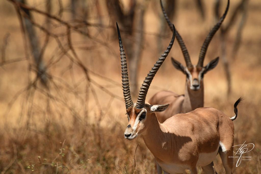 SURI - SURMA - ETHIOPIA