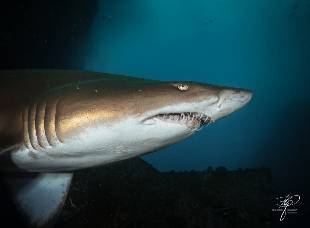 SAND TIGER