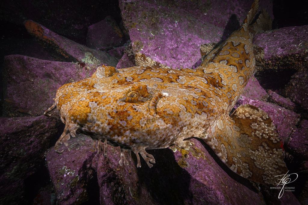 WOBBEGON