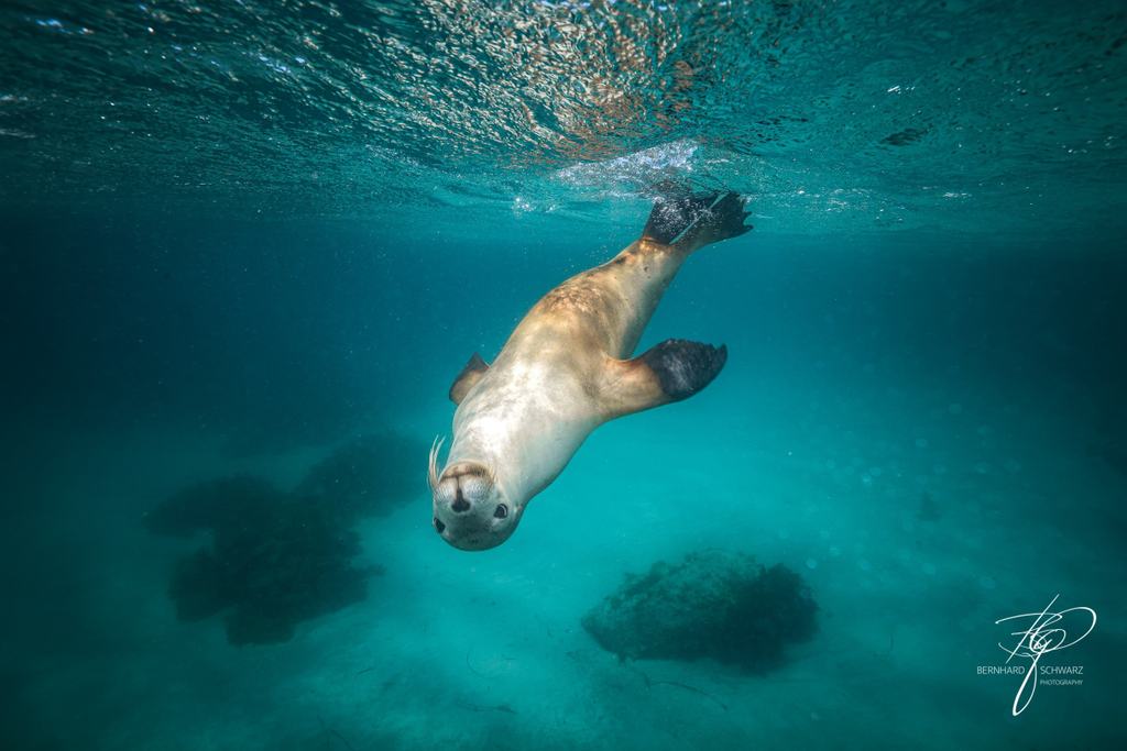 Australian Sea Lion