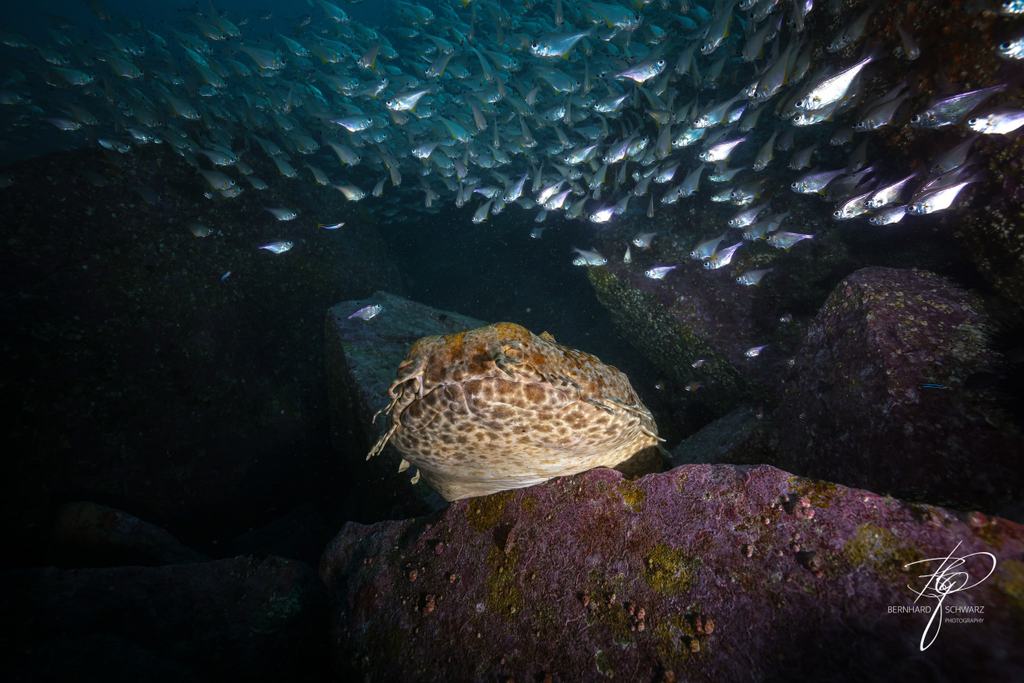 Fish Cave Rock