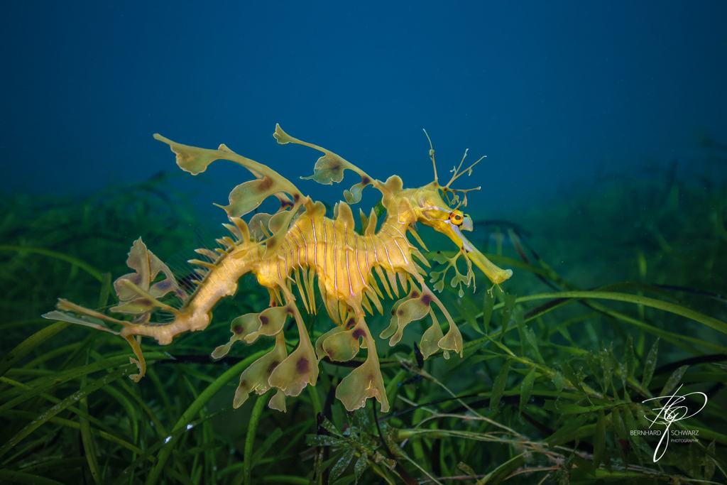 Seadragon