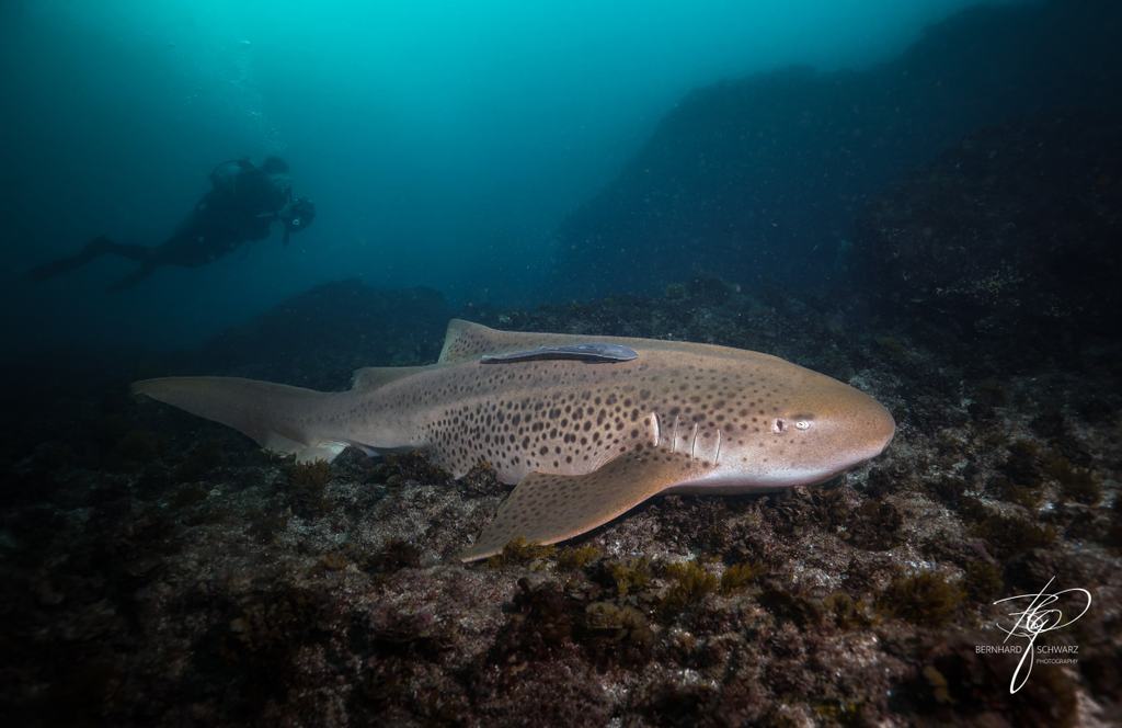 Fish Cave Rock