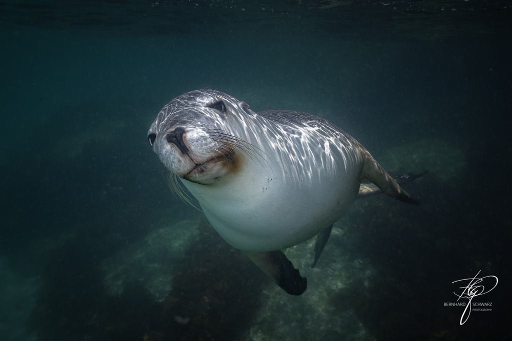 Australian Sea Lion