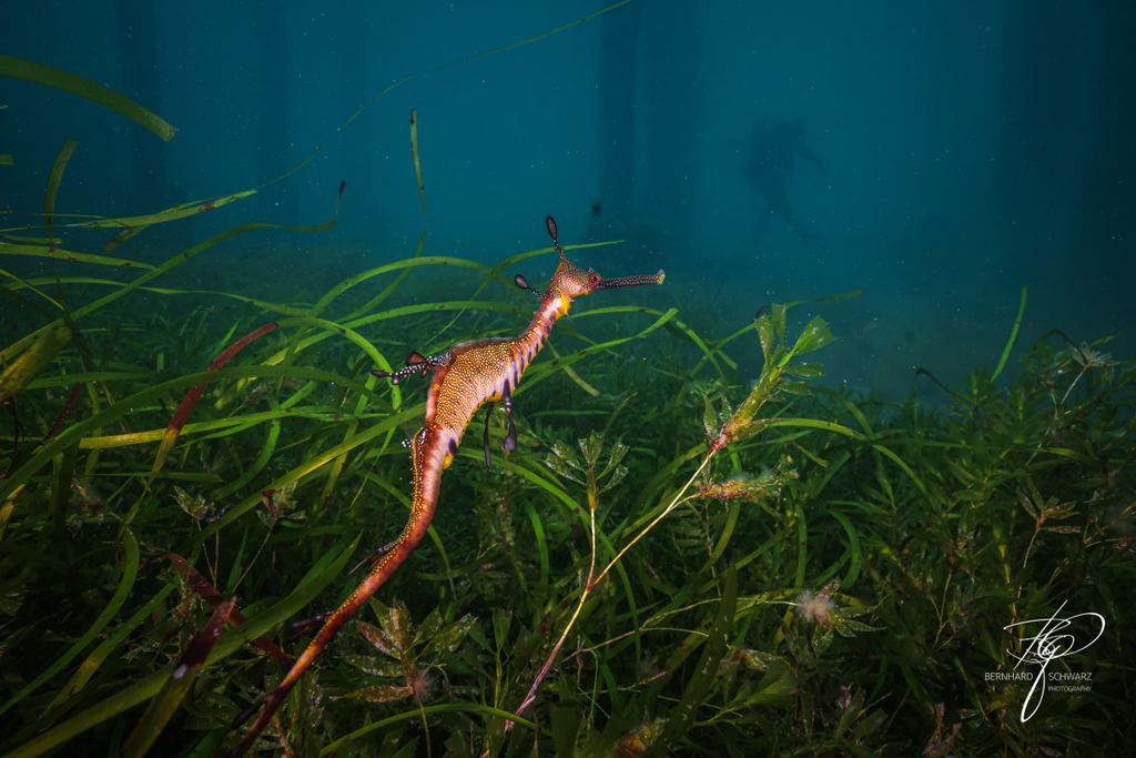 Seadragon