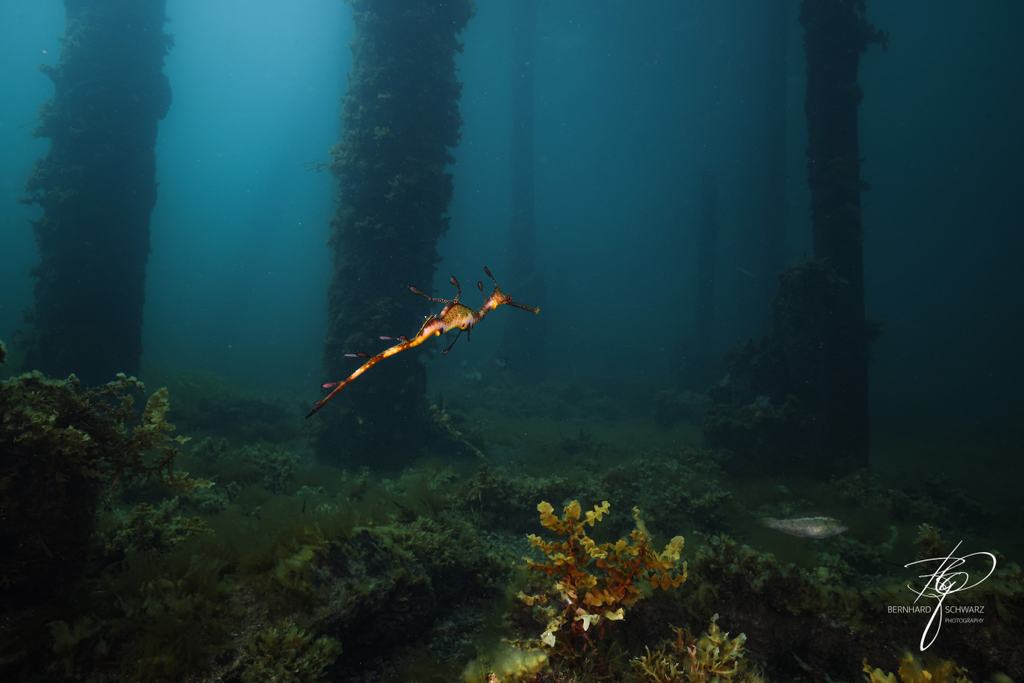 Seadragon