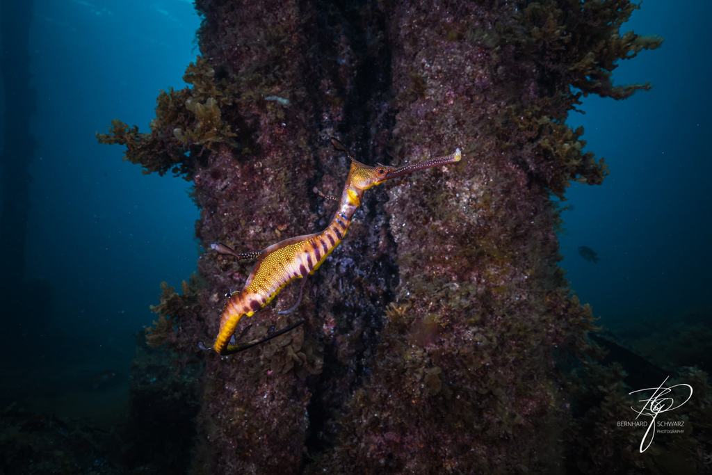 Seadragon