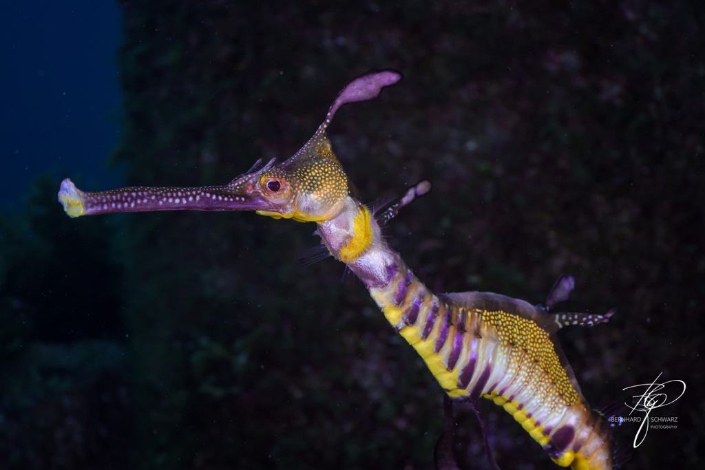 Seadragon