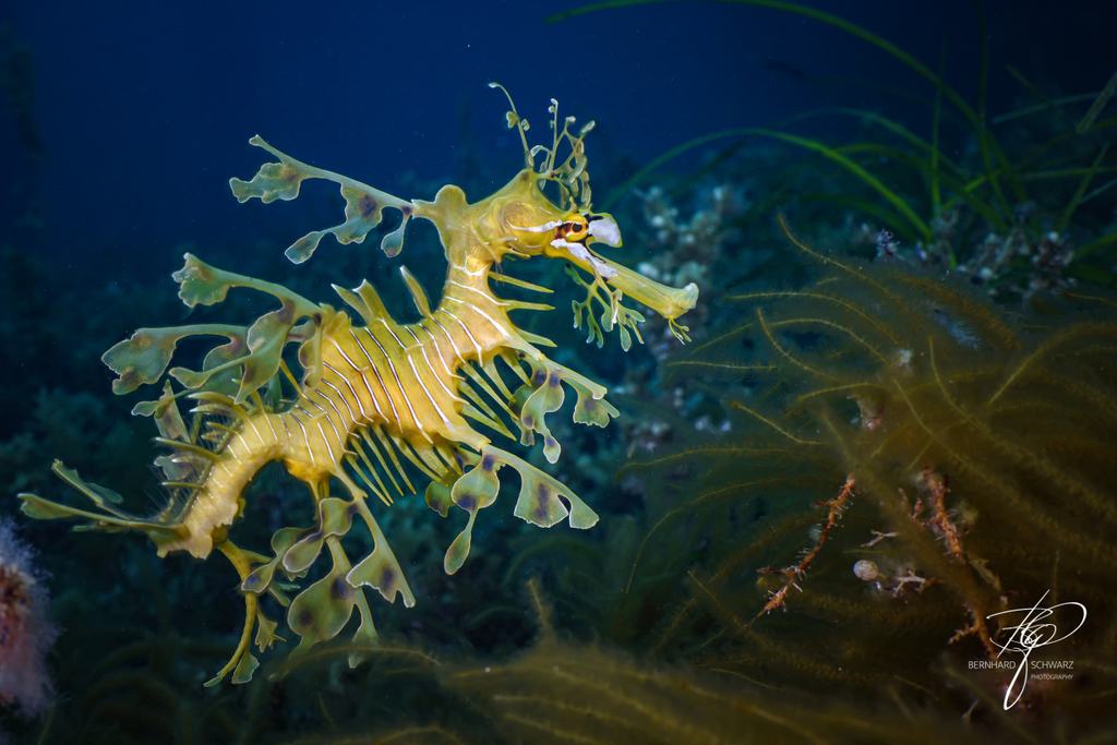 Seadragon