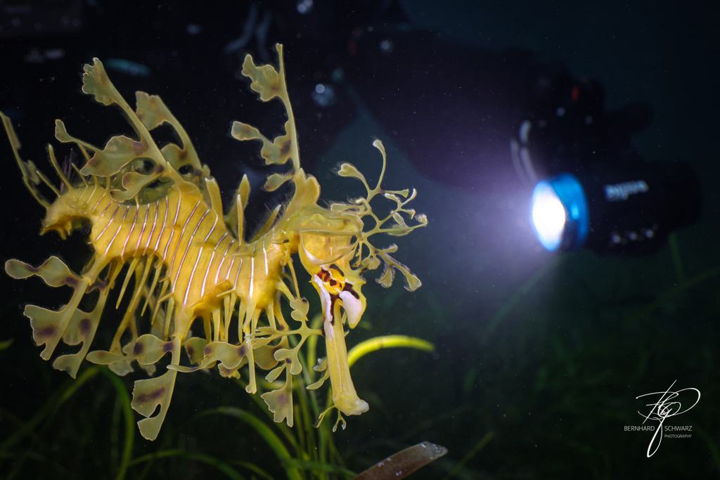 Seadragon