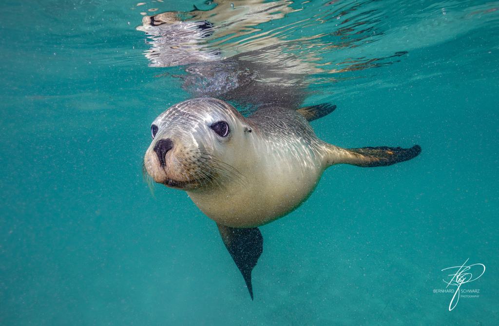 Australian Sea Lion