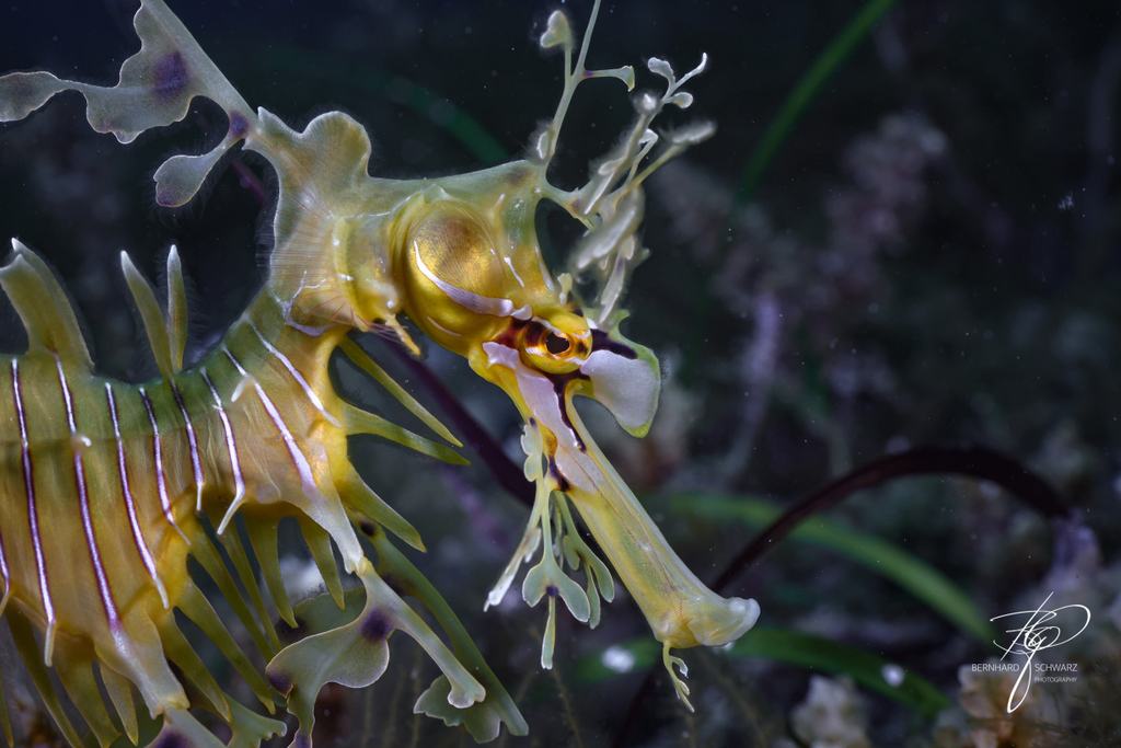 Seadragon