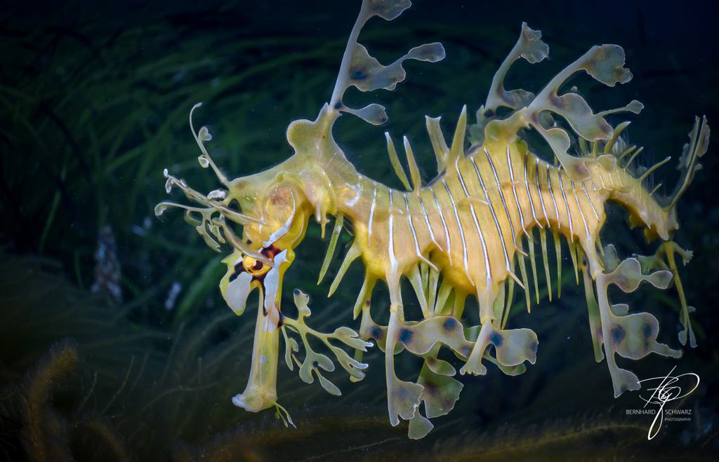 Seadragon
