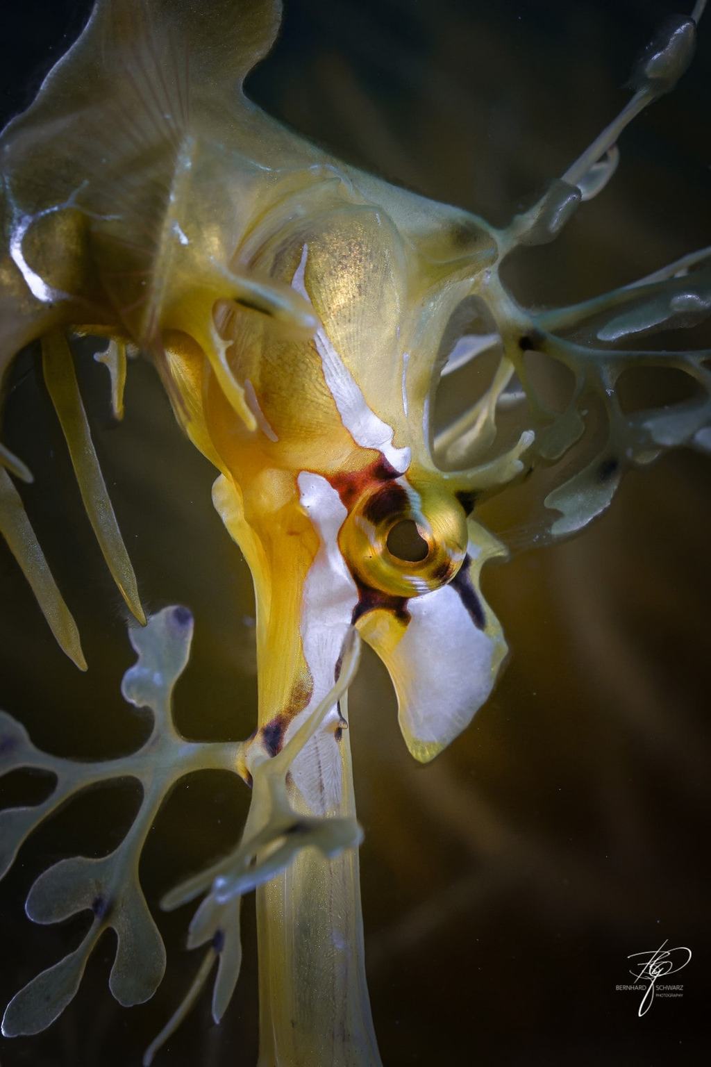 Seadragon