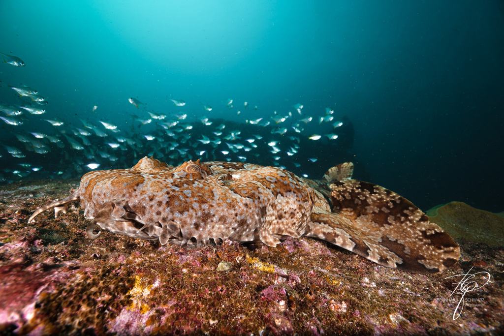 Fish Cave Rock