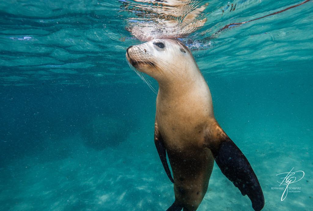Australian Sea Lion