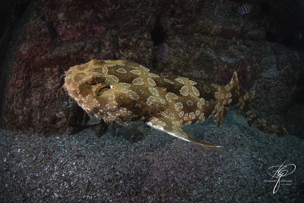 Fish Cave Rock