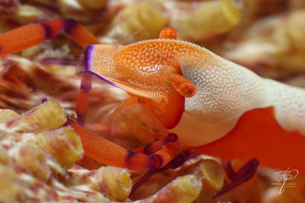 TULAMBEN