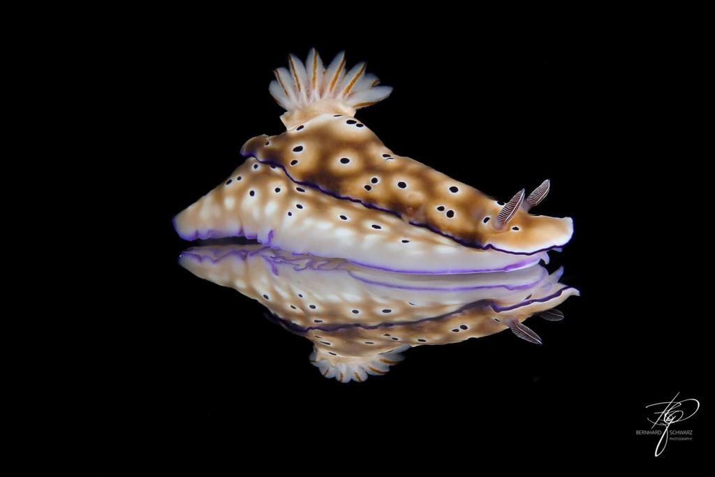 TULAMBEN