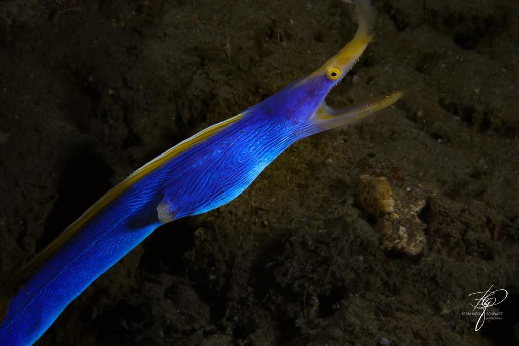 TULAMBEN