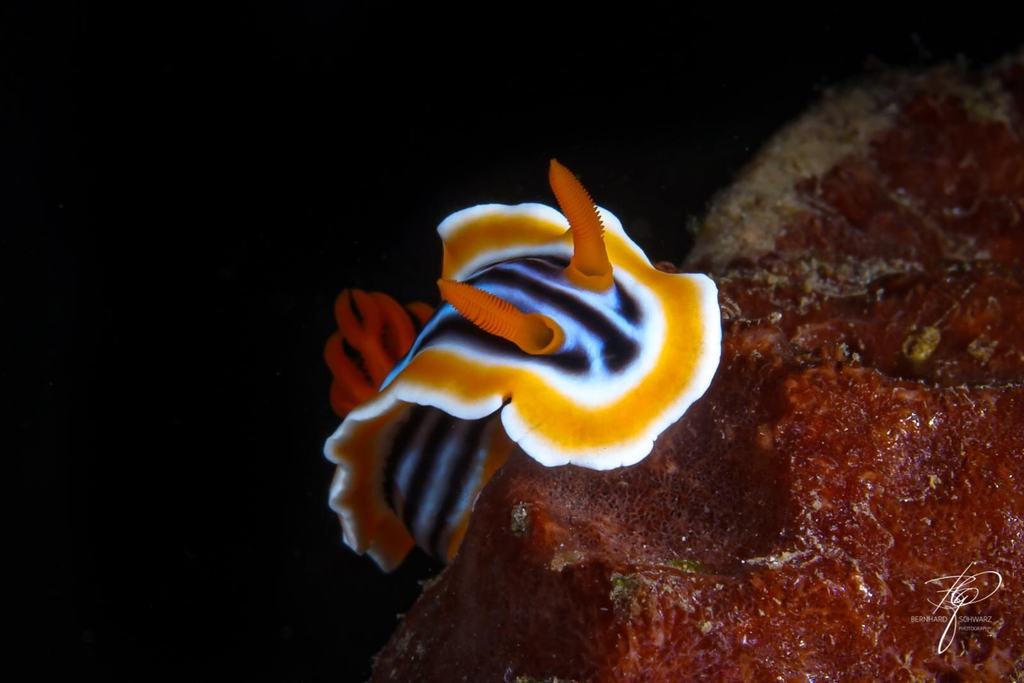 TULAMBEN