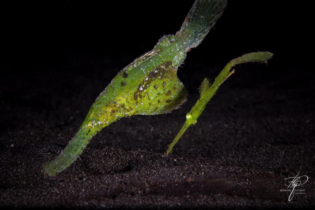 TULAMBEN