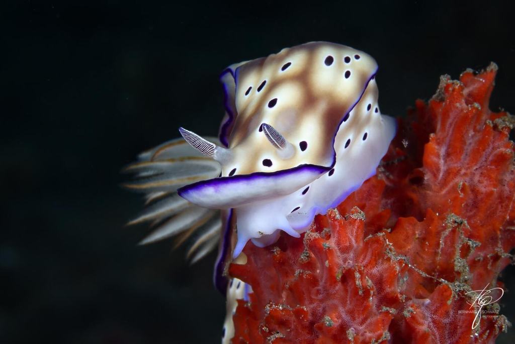 TULAMBEN