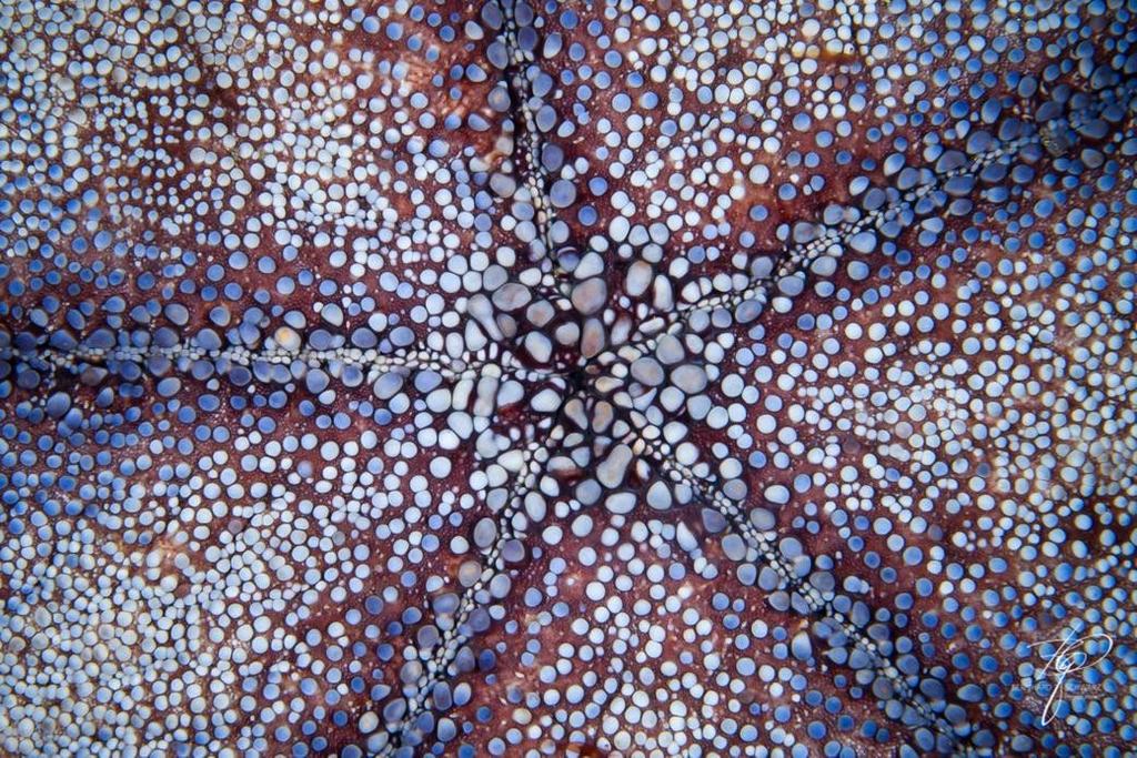 TULAMBEN