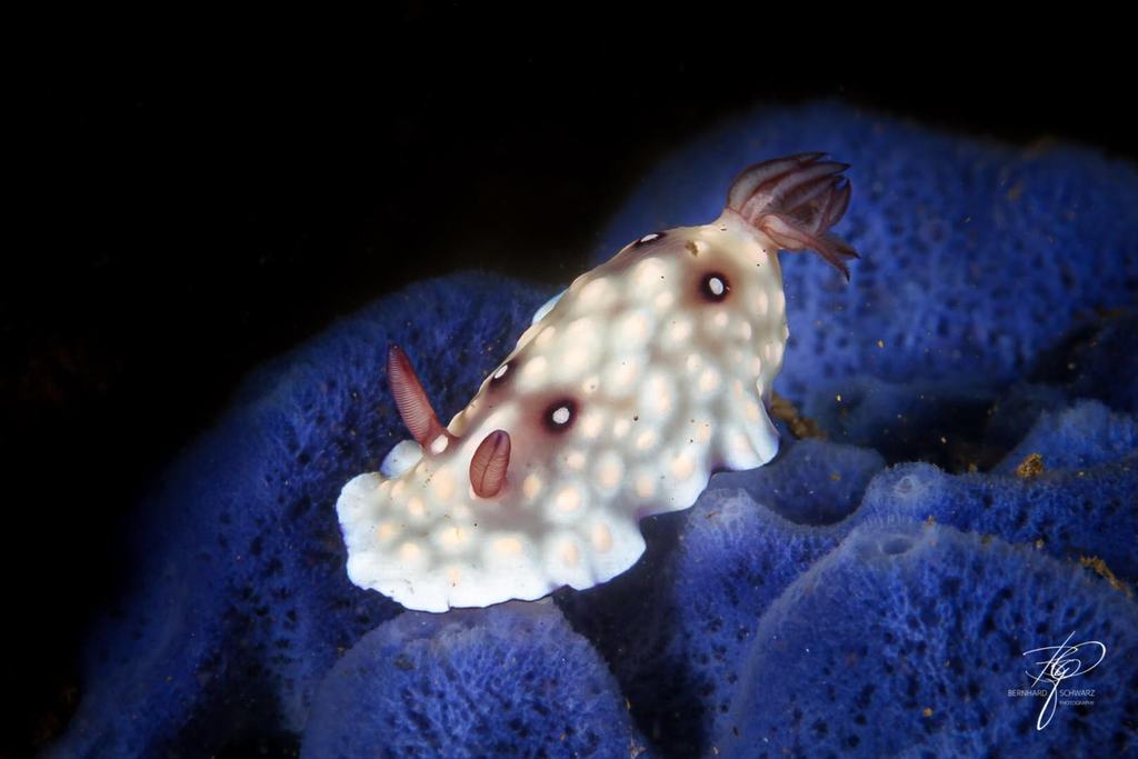 TULAMBEN