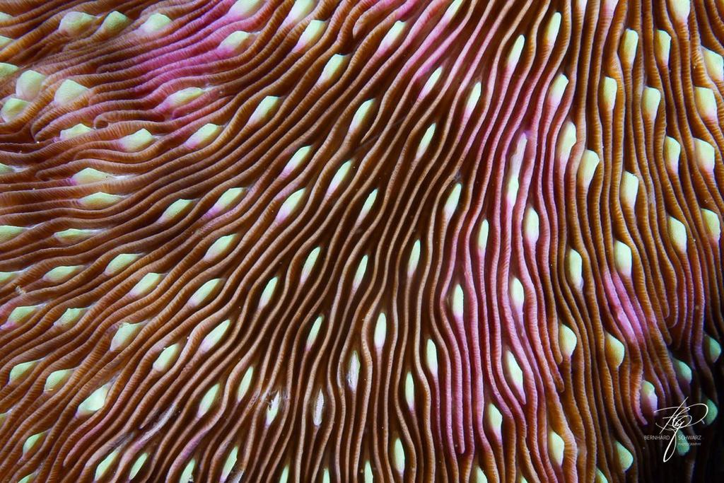TULAMBEN