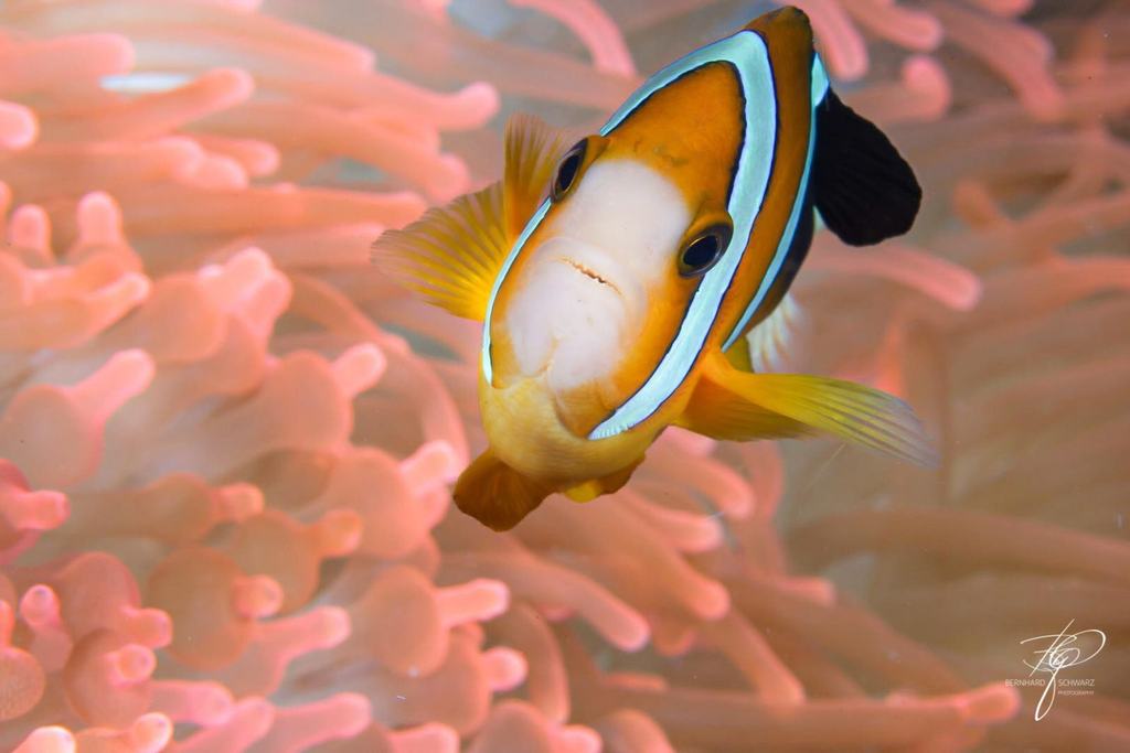 TULAMBEN