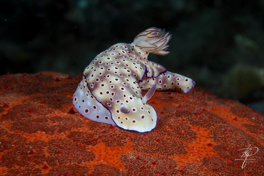 TULAMBEN