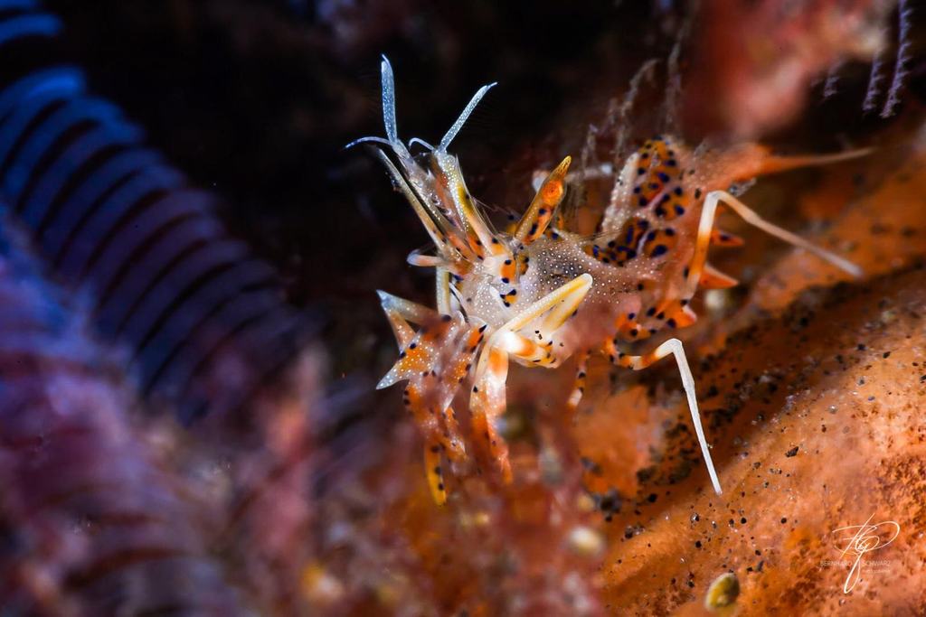 TULAMBEN