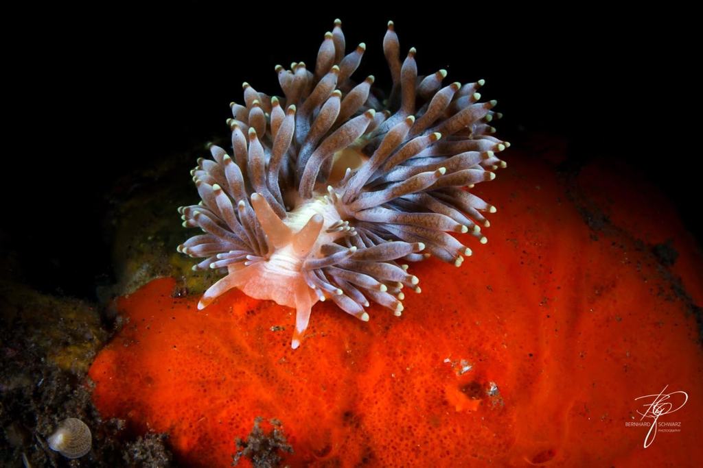 TULAMBEN