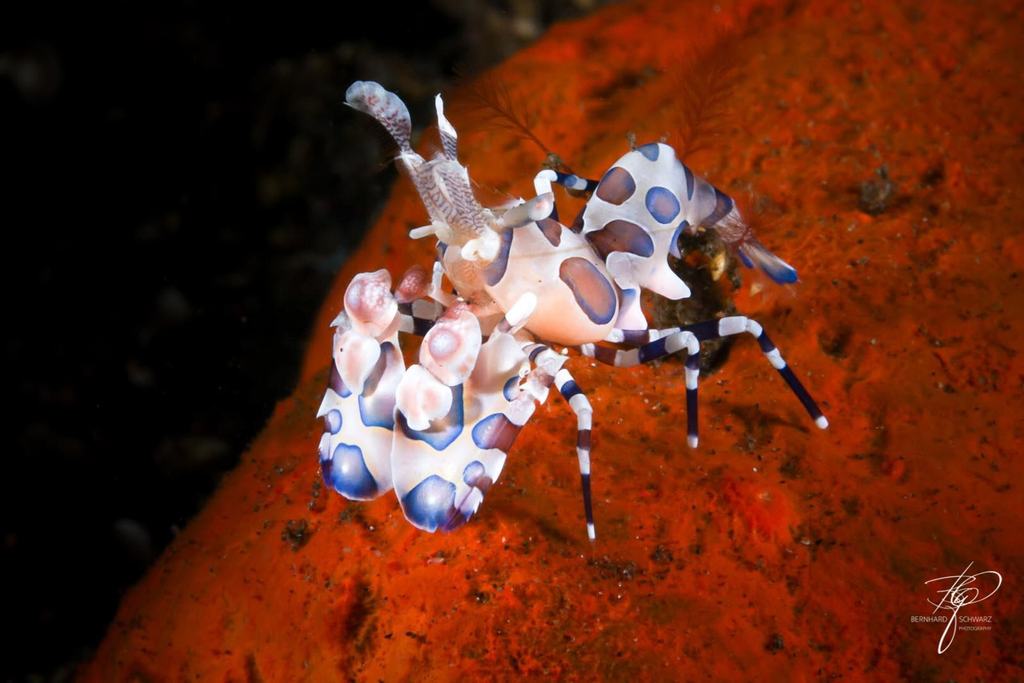 TULAMBEN