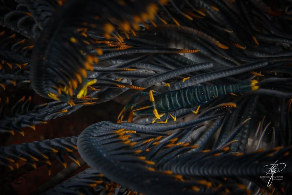 TULAMBEN